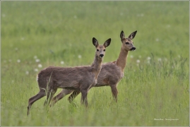 <p>SRNEC OBECNÝ (Capreolus capreolus) Šluknovsko - Jiříkov /European roe deer - Reh/</p>